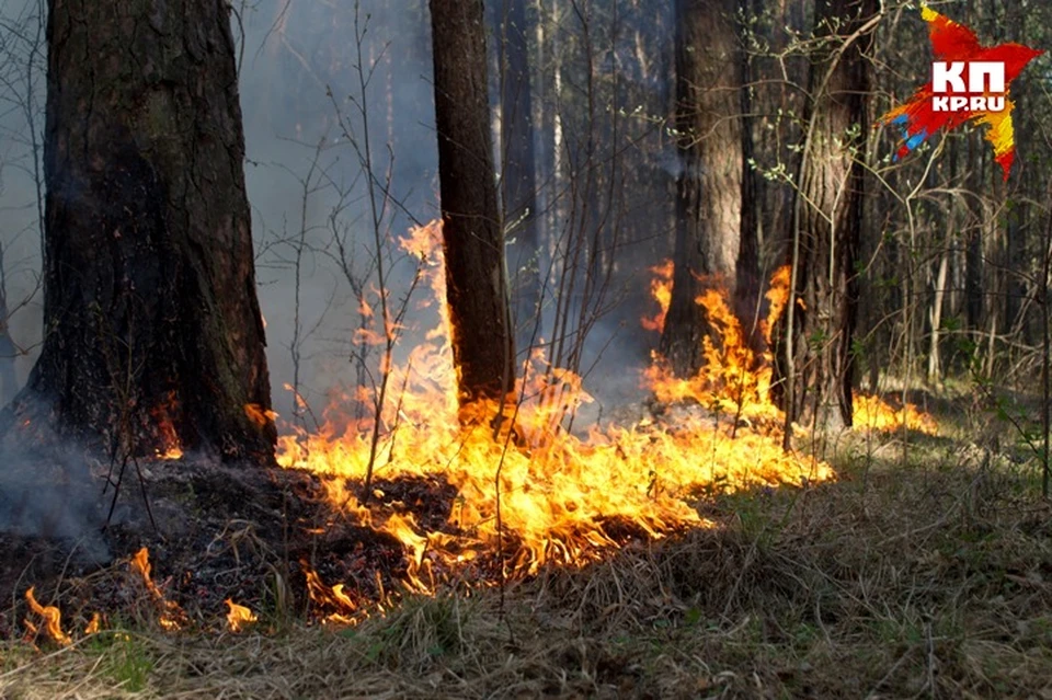 в Екатеринбурге ожидается 4-й класс горимости леса по региональной шкале. 5-й класс горимости ожидается на северо-востоке региона.