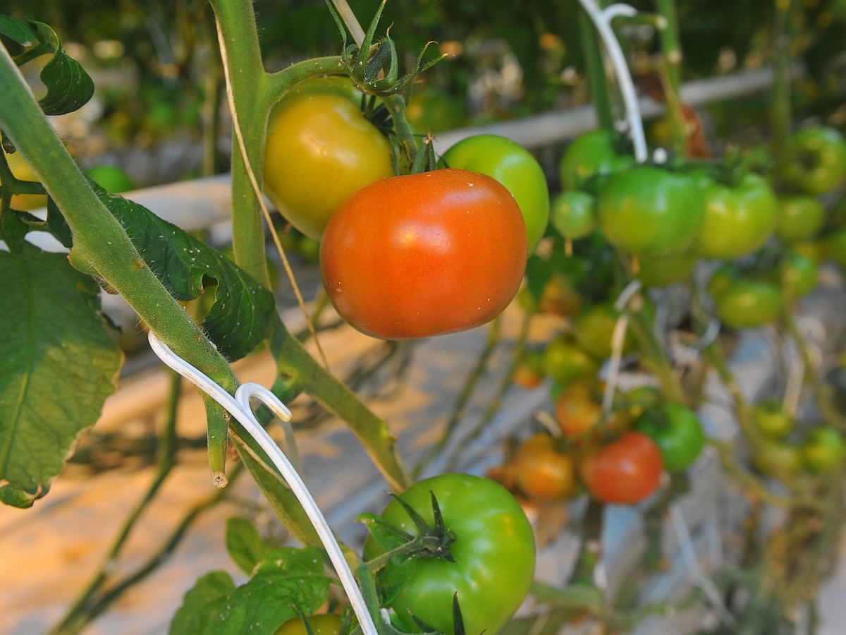 Урожайные томаты для Юга России. Томат июньский. Томат сам растет. Помидоры всякие на кустах.