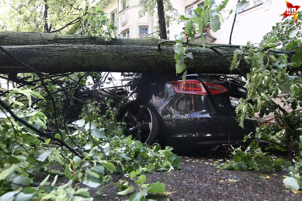 Ветер повалил четыре тысячи деревьев, часть упала на автомобили