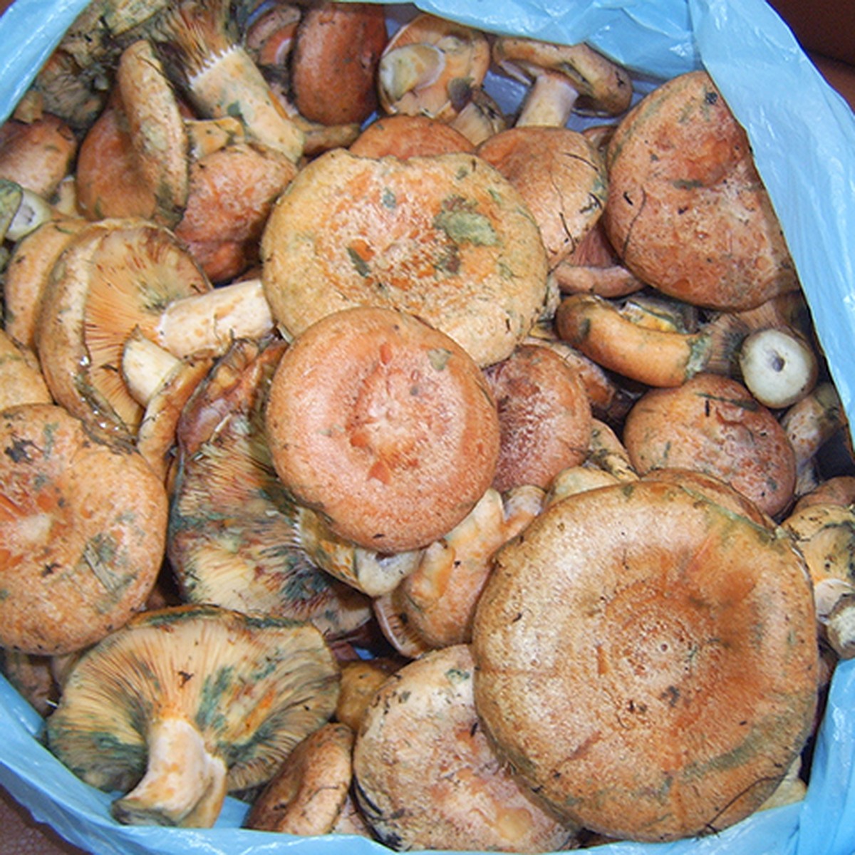 Мочушки грибы