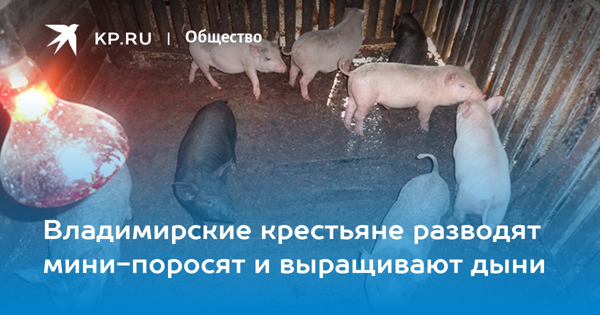 Выращивание свиней в домашних условиях