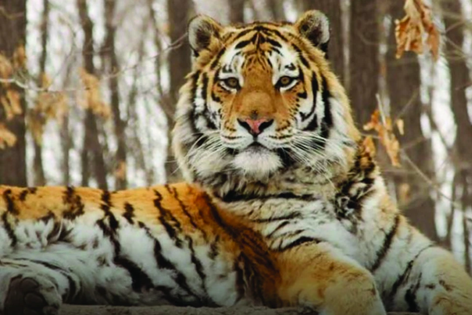 Ученые подтвердили, что на снятом в Приморье ролике дорогу перебегал тигр. Фото: архив КП