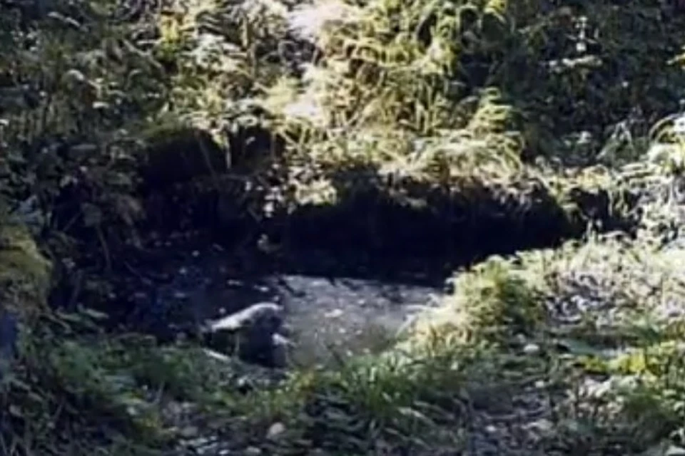 Совы любят купаться Фото: Заповедник "Столбы"