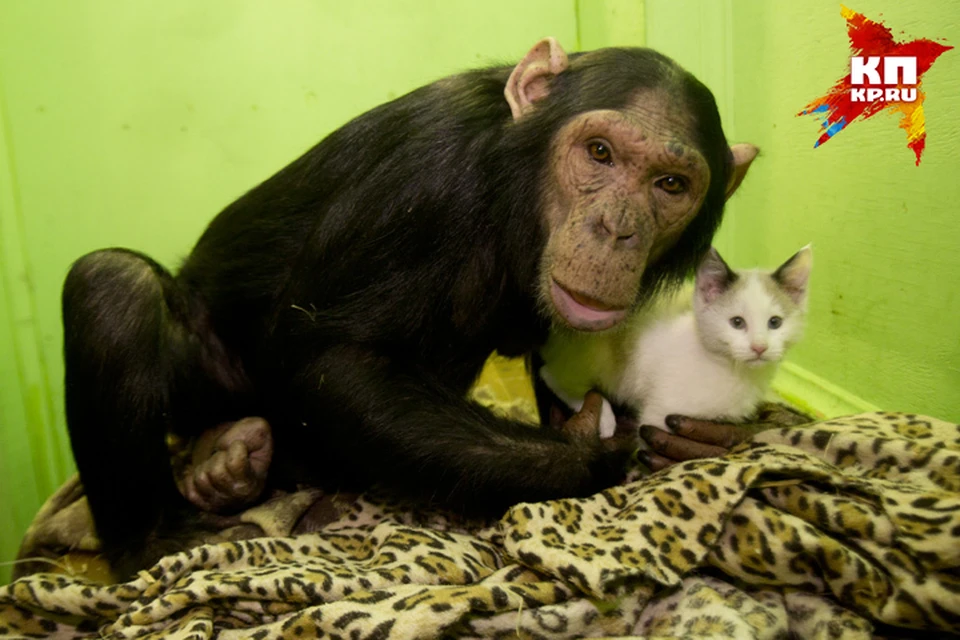 В Сибири шимпанзе усыновила бездомного котенка