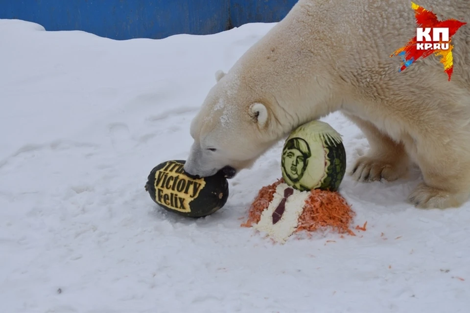 Знаменитого российского медведя, предсказавшего победу Трампа, наградили тортом. Фото Александра Гребенникова