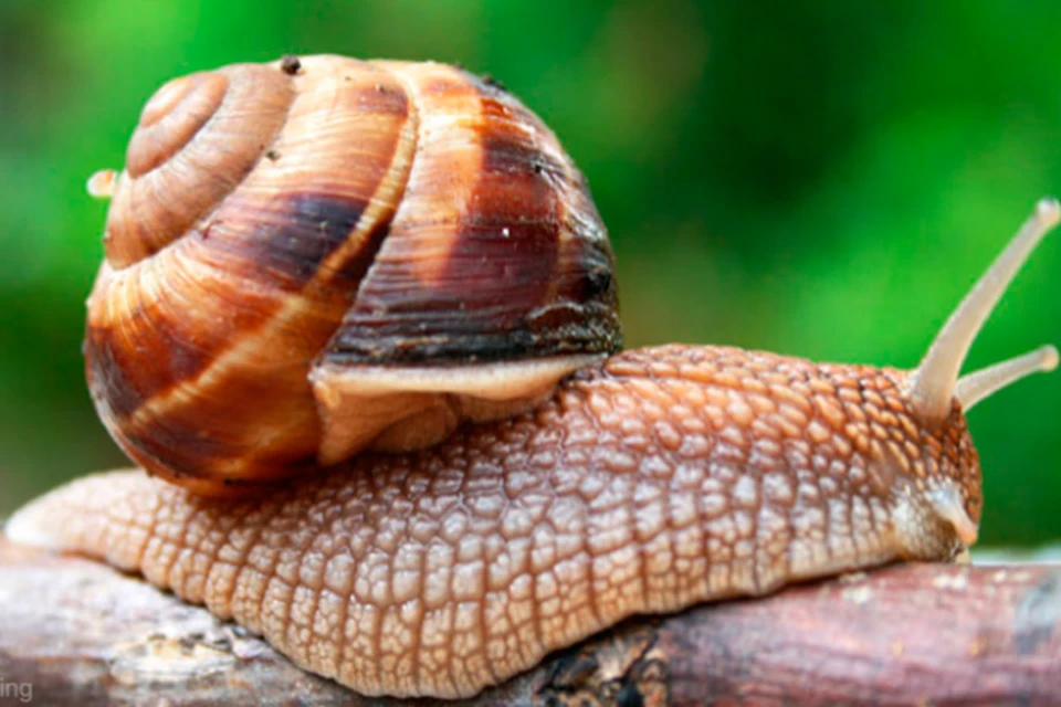 фото: http://doctiming.bg