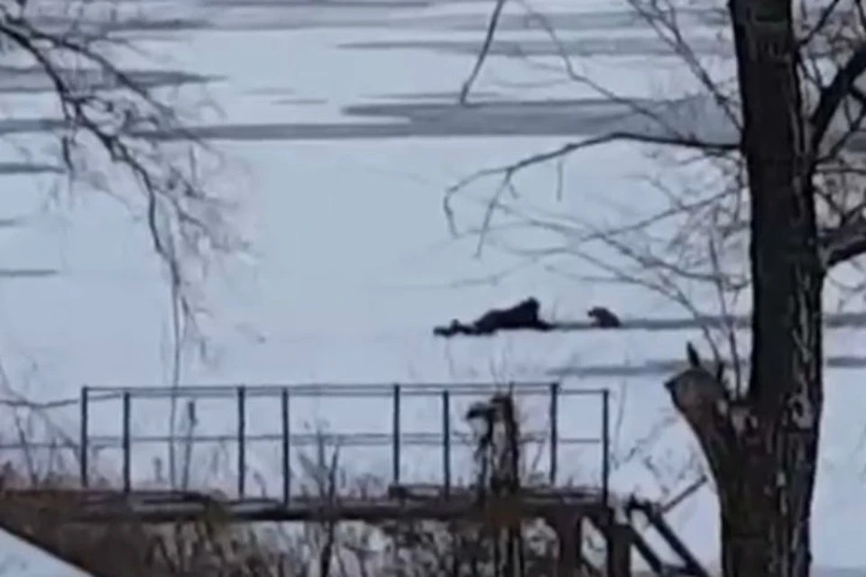 Время героев не прошло: саратовец спас трех псов, провалившихся под лед. Фото: скриншот видео, автор Тимур Искандаров