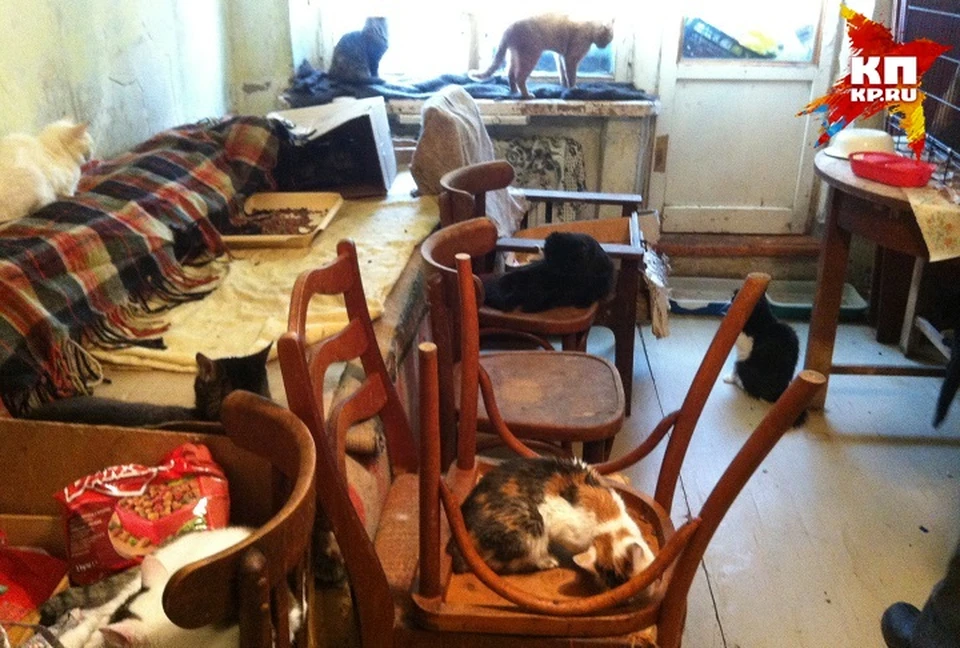 Только в одной комнате около тридцати кошек. И пара щенков.