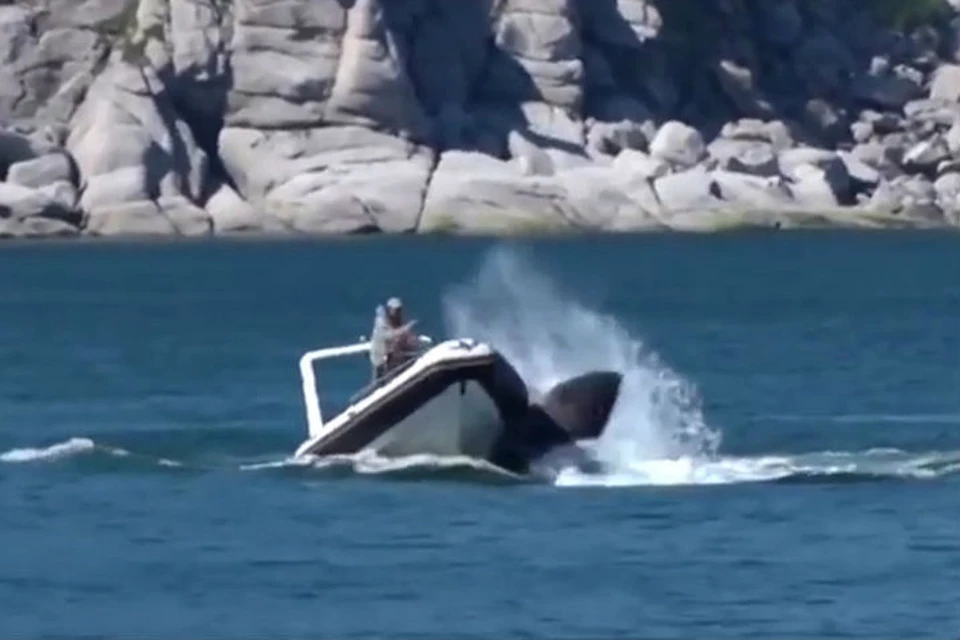В Сети появилась видеозапись преследования туристами на катере гренландского кита.