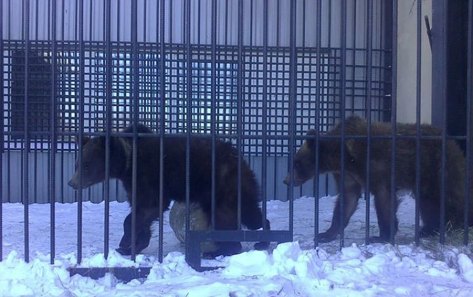 Медведь лишил ее жизни. Кафе медведь. Кафе у медведя Ярославль. Вольер для белого медведя в Красноярском зоопарке. Медведь в частном вольере.
