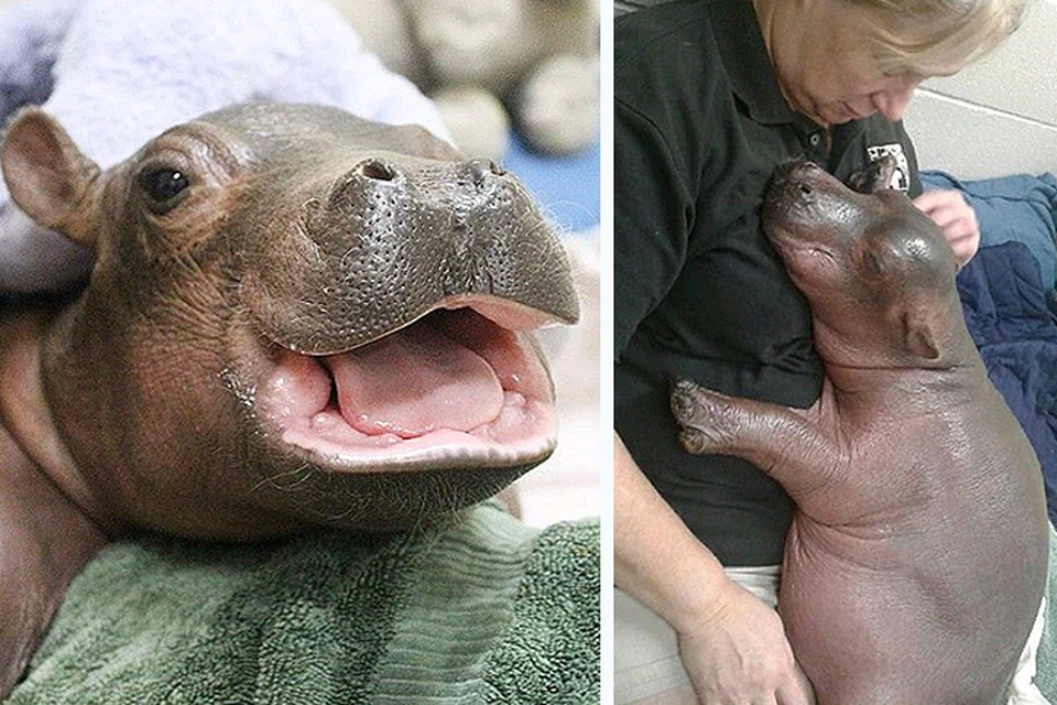 Бегемотик Фиона родилась на 6 недель раньше срока и ветеринары выходили малышку. ФОТО Инстаграм cincinnatizoo