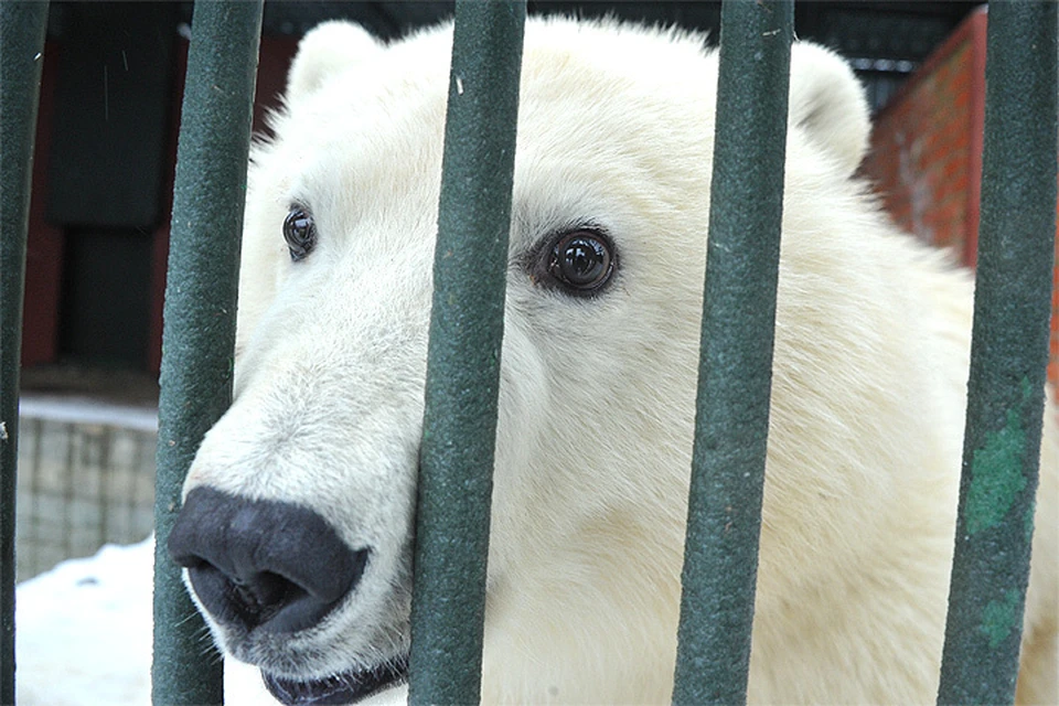 Белый медвежонок по кличке Ника в Центре воспроизводства редких видов животных Московского зоопарка.