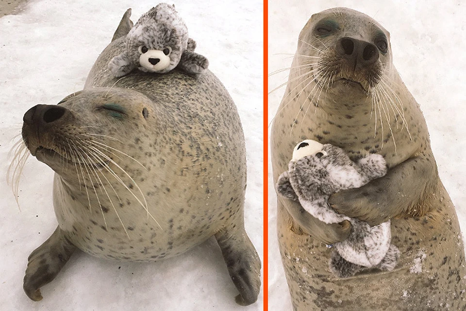 В Япониии молодому тюленю дали поиграть с плюшевой игрушкой-тюлененком. ФОТО Твиттер mombetsu_land