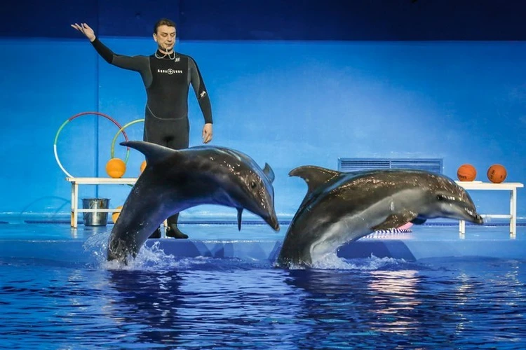 Океанариум Екатеринбург Купить Билеты На Шоу Дельфинов