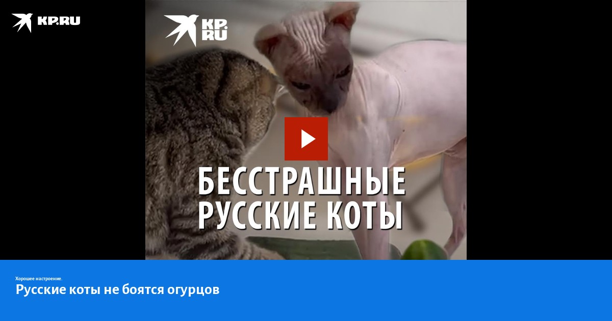 Ученые выяснили, почему коты боятся огурцов. ВИДЕО