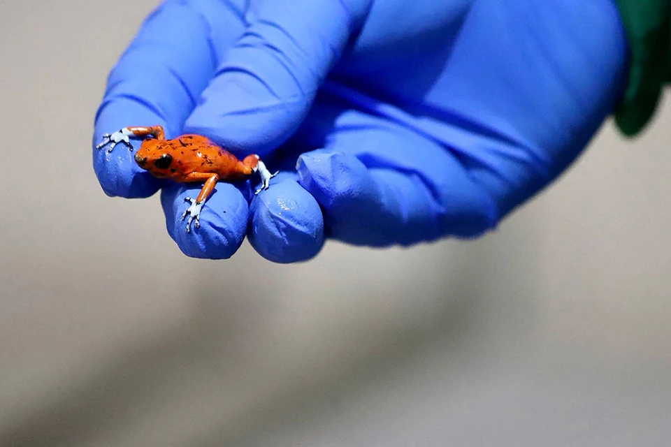 Одна из сотни ядовитых тропических лягушек, изъятых у контрабандистов в международном аэропорту Эль-Дорадо, Колумбия. Фото: REUTERS