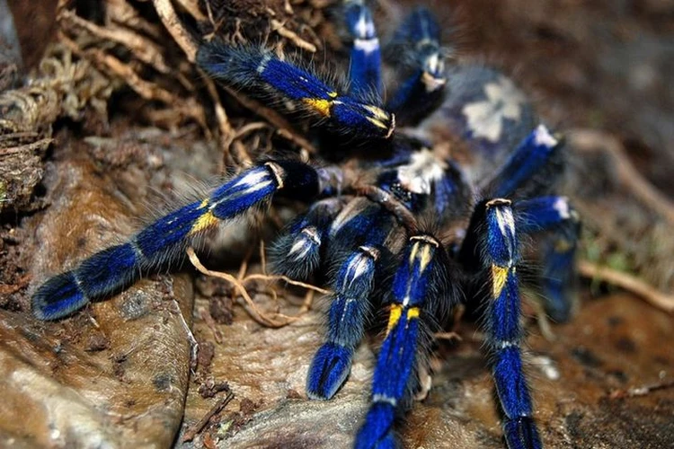 RedSpiders Lycosidae Пауки Ленинградкой области