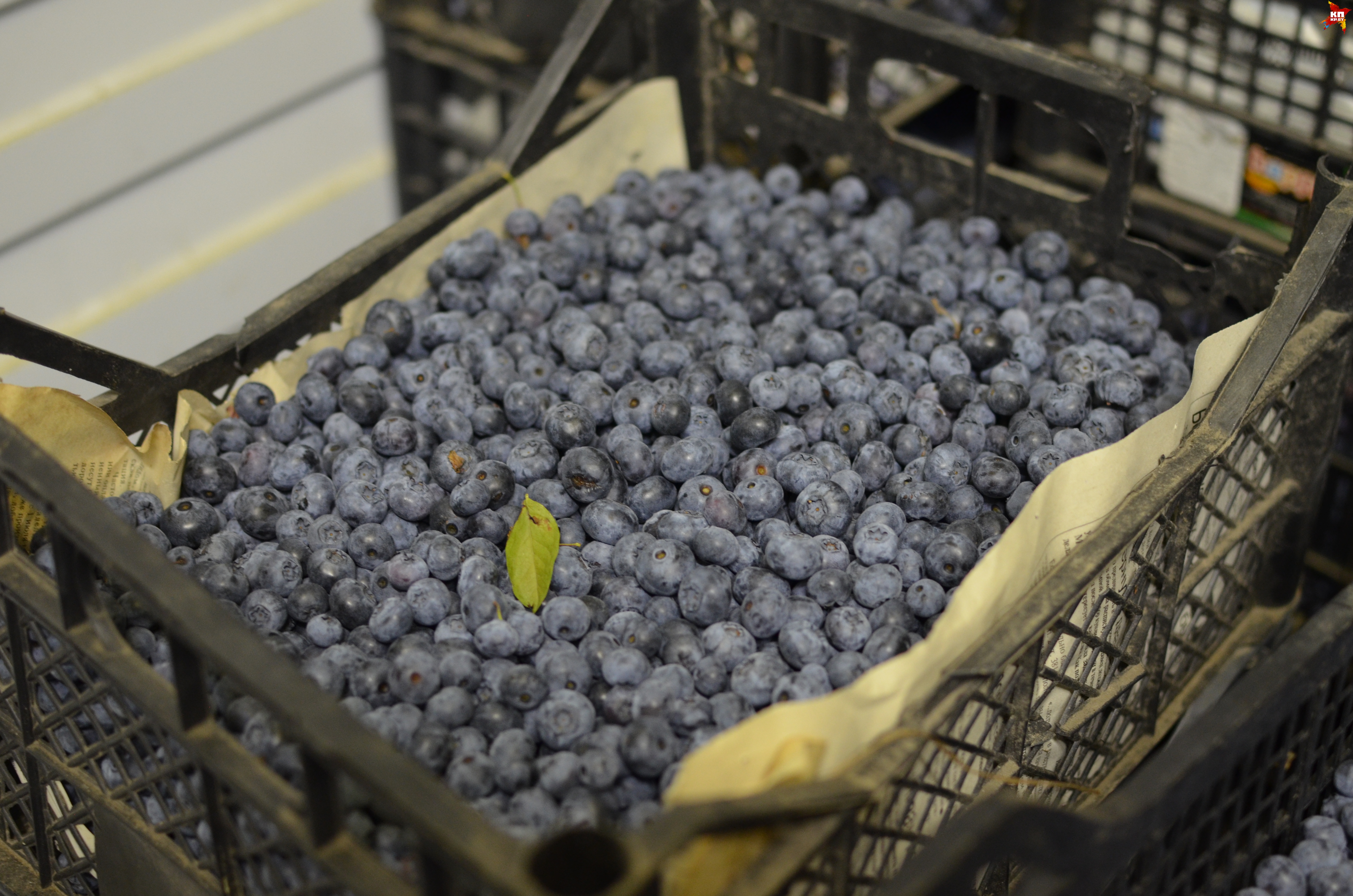 Кроме помидоров и огурцов, на ферме Ивана Гриба выращиваются яблоки и голубика