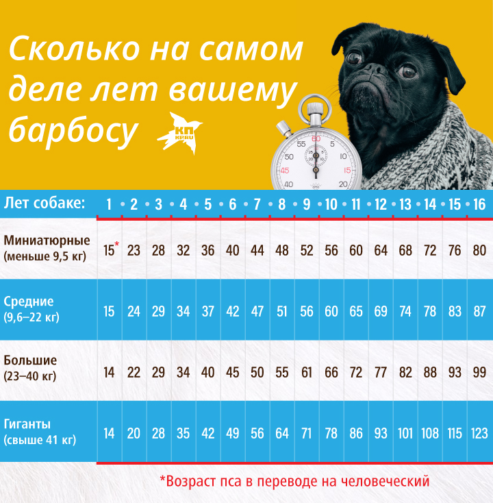 Сколько на самом деле лет вашей собаке.