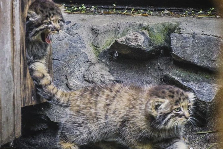 Кошка прыгнула на стул и продолжить