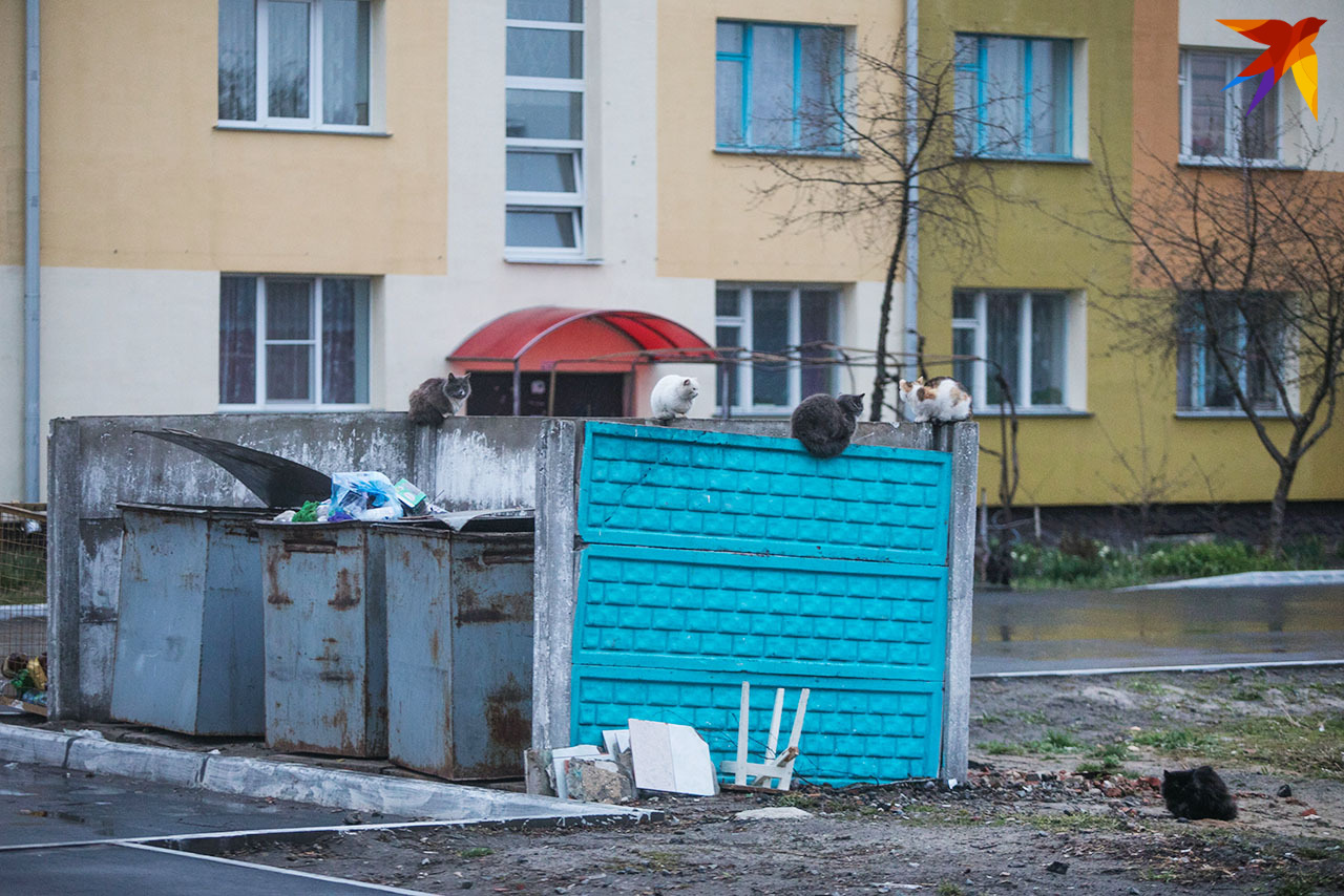 Собрание местных котов.