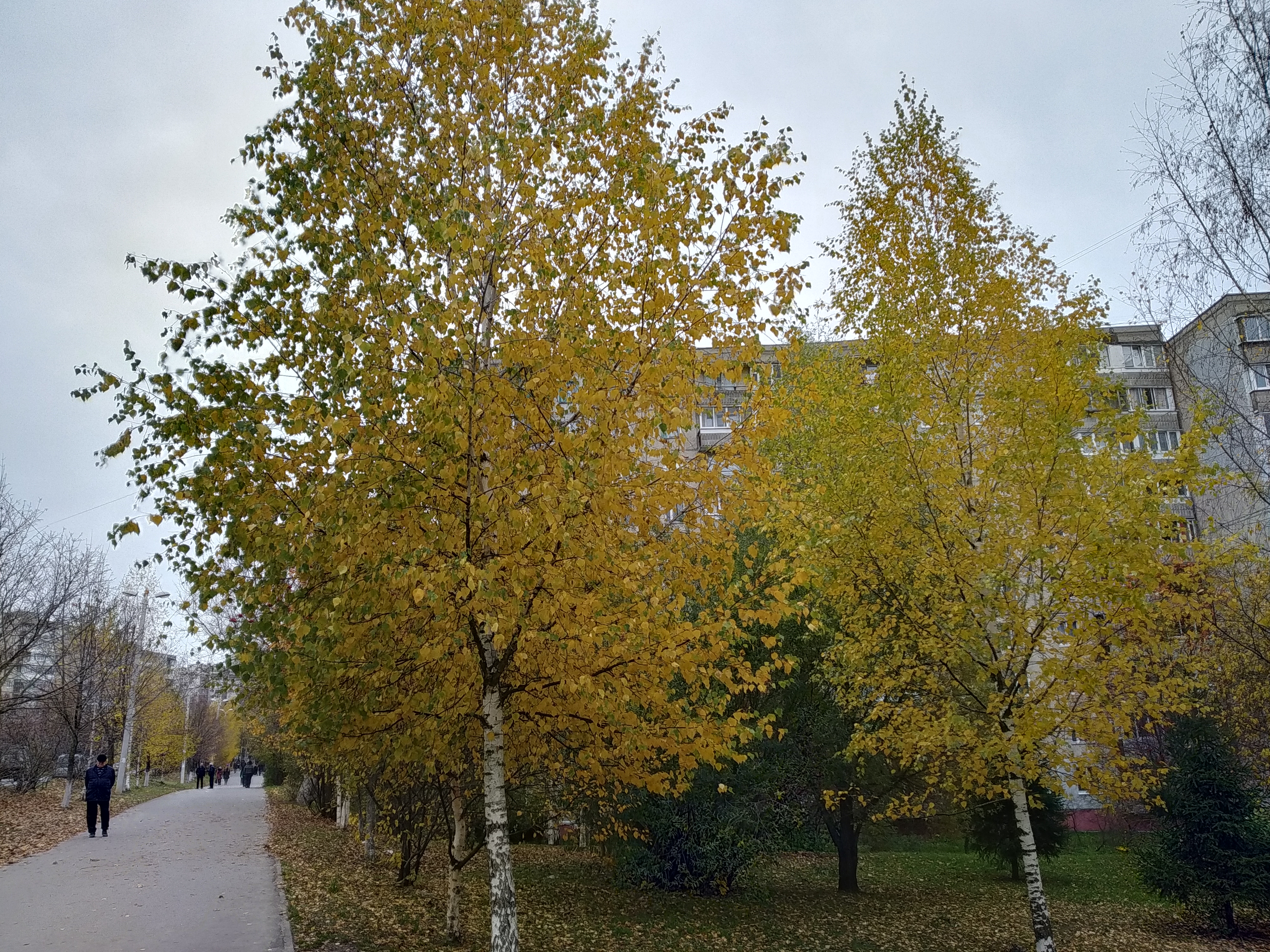 Березка последние. Берёза листья. Фото береза до и после листопада.