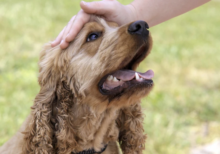 Почему собакам нравится когда им чешут живот