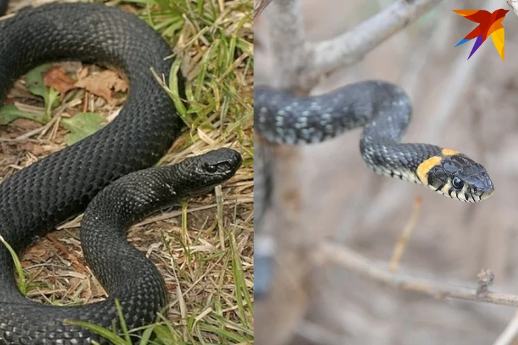 Уж или гадюка: специалист Мосприроды рассказал, как вести себя при встрече со змеями