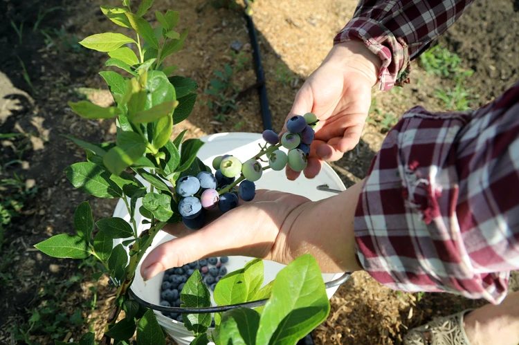 Удачный эксперимент: кубанский фермер выращивает редкую для региона ягоду -голубику - KP.RU