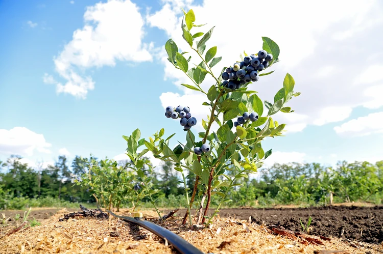Удачный эксперимент: кубанский фермер выращивает редкую для региона ягоду -голубику - KP.RU