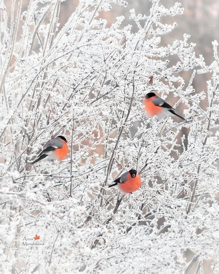 Зима и снегири. Птицы в живописи