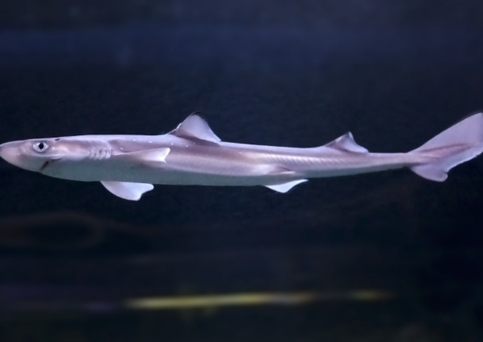 Катран 7. Катран акула черного моря. Колючая акула Катран. Черноморский Катран. Черноморская акула Катран.