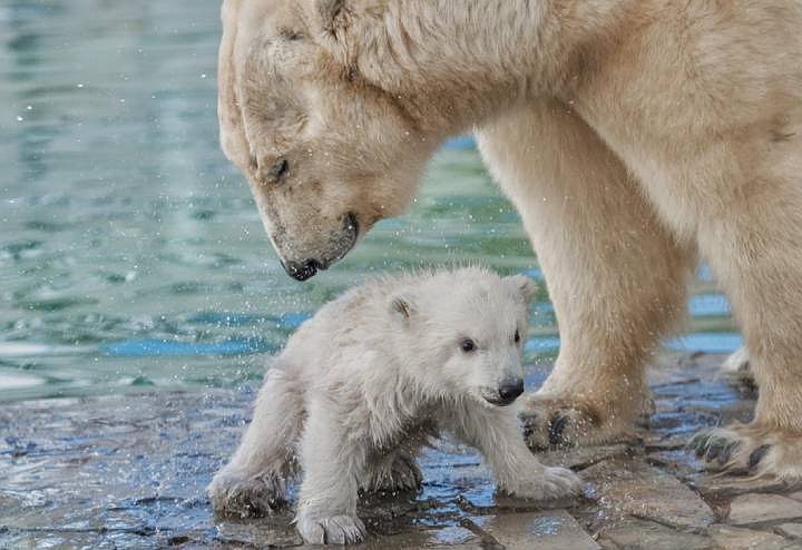 Айка обожает водные процедуры. Фото: ростовский зоопарк
