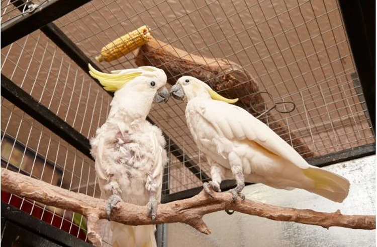 Сауналардан орысша порно