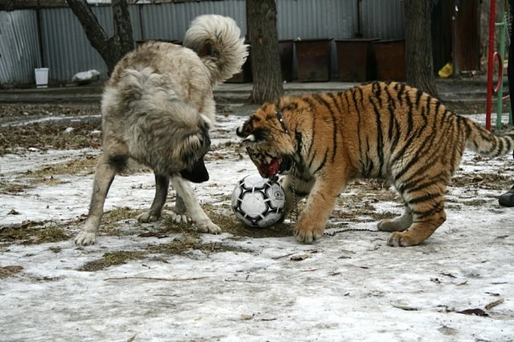 Даллакян выгуливал большого кота трижды в день: Жорика узнавали на улицах, он гонял мяч с псами