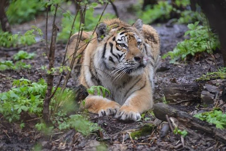 В октябре 2010 тигра отправили в Хабаровский край в реабилитационный центр для животных-инвалидов
