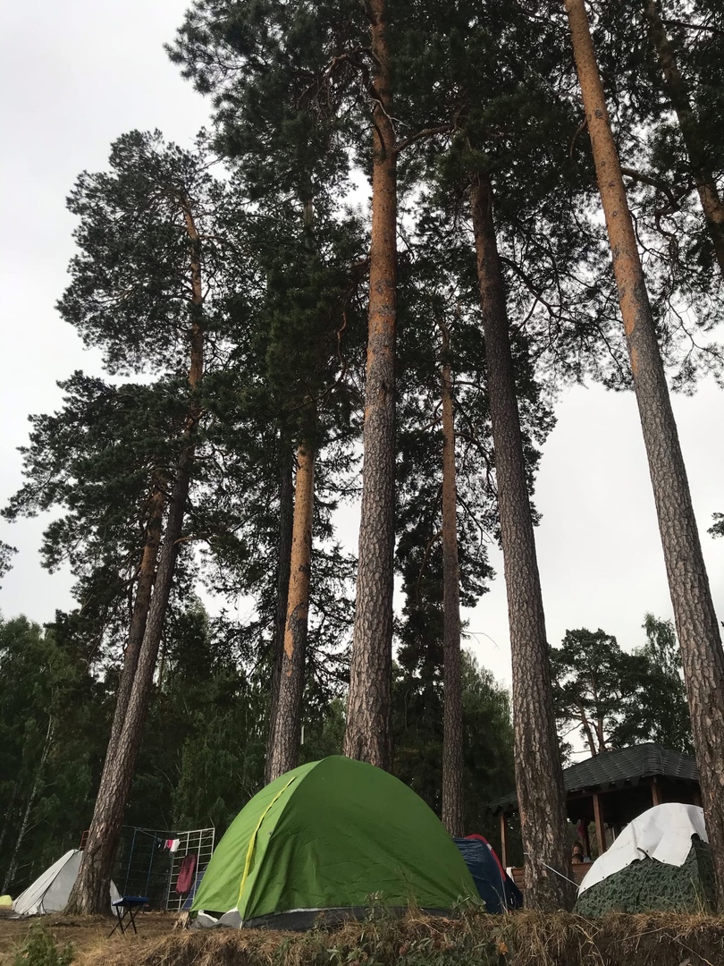 Палатку спасают от палящего солнца многовековые сосны