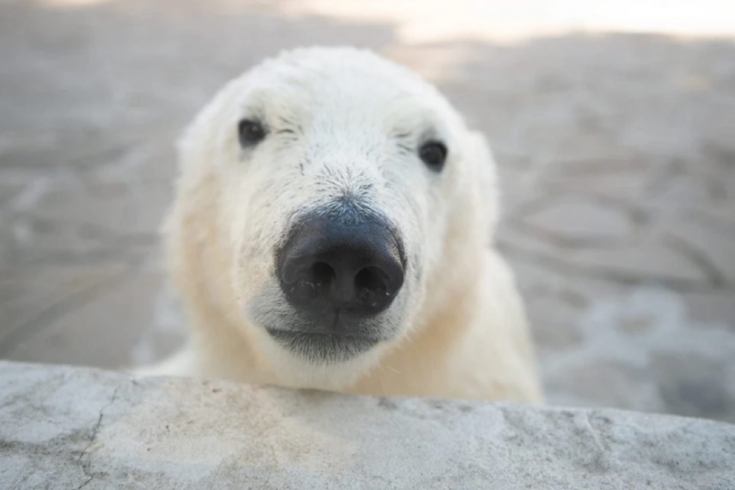 Фото: ростовский зоопарк