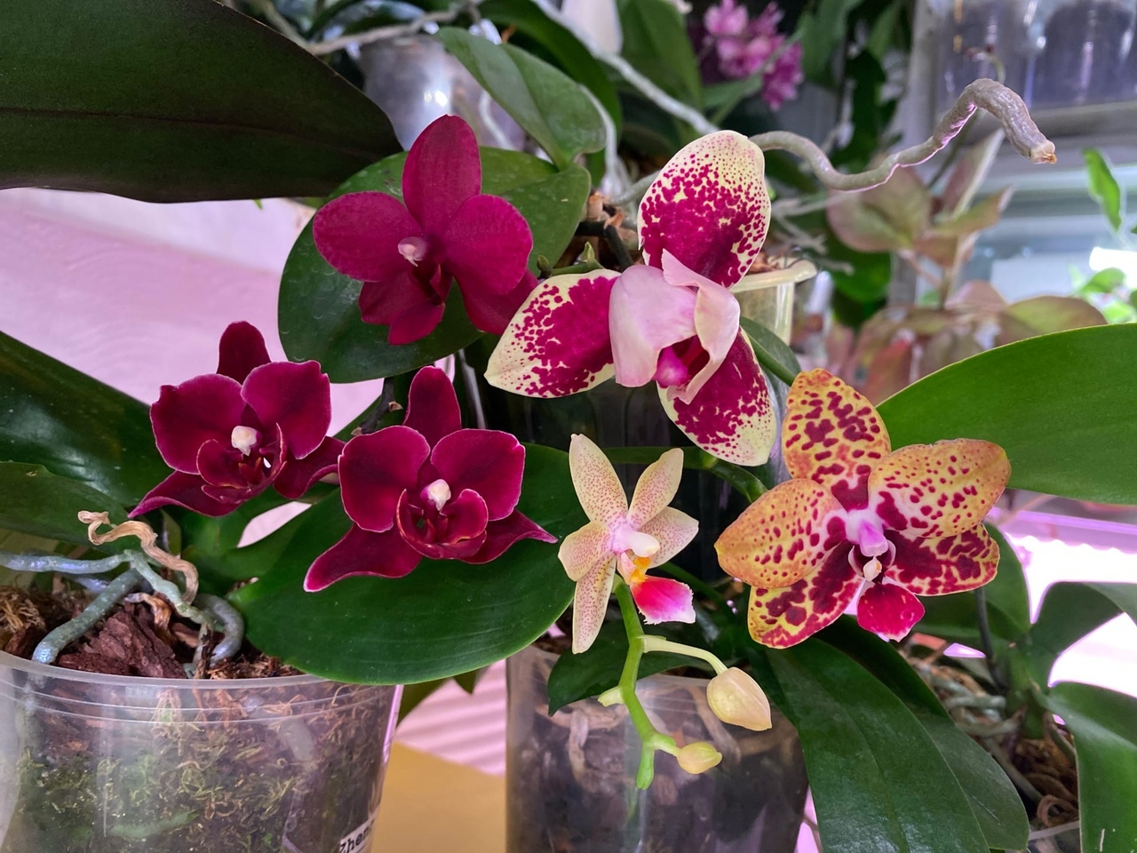 Různé odrůdy phalaenopsis. Foto: pixabay.com