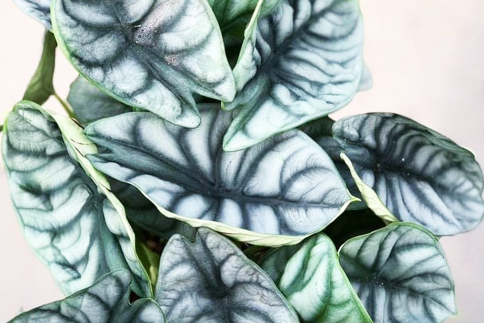 Alocasia