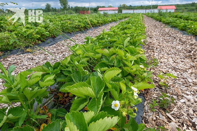 Бизнес по выращиванию голубики с расчетами план