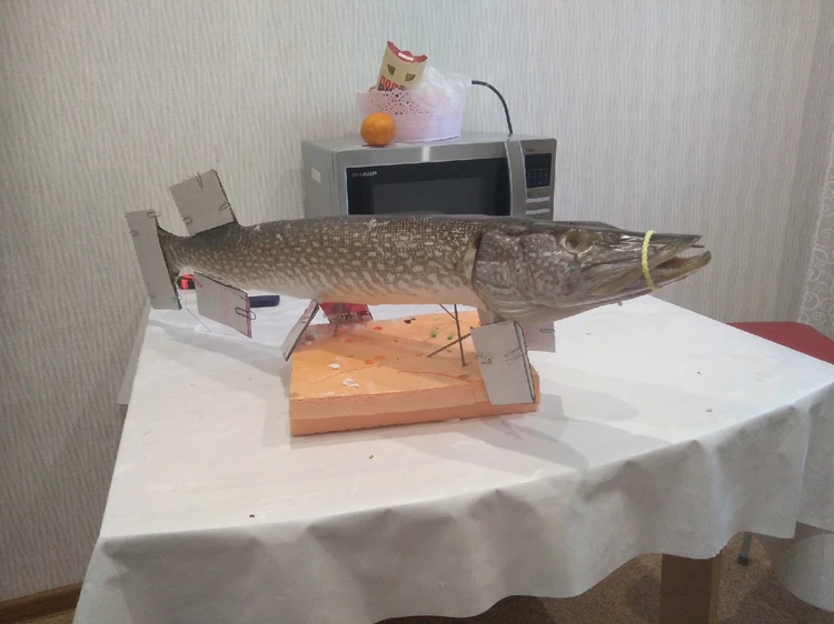 OLX.ua - объявления в Украине - чучела рыб