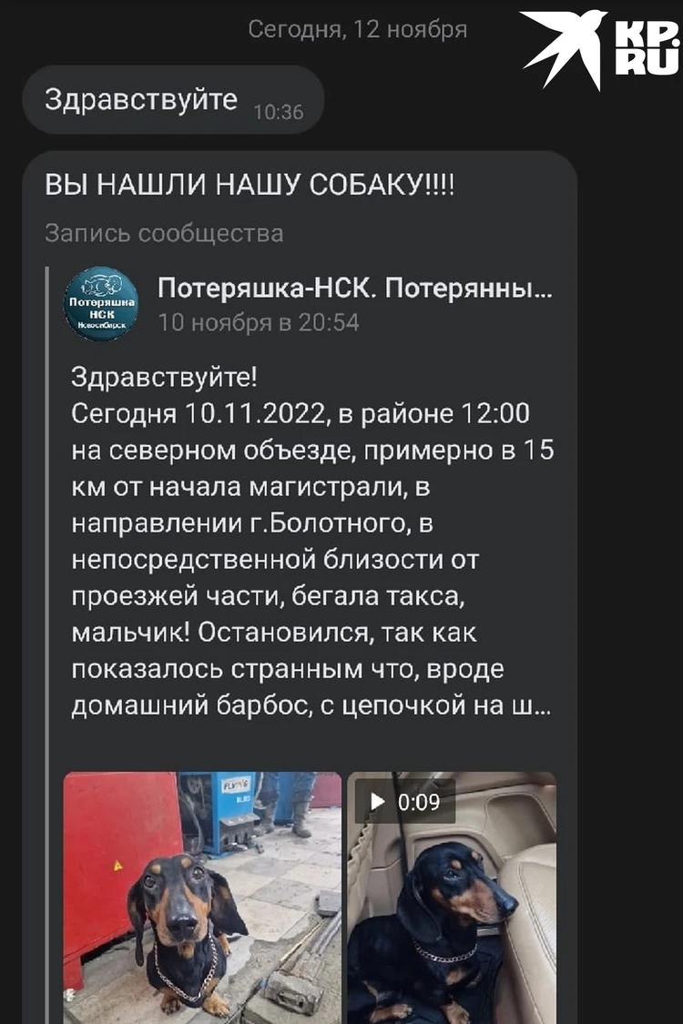 Сидел возле погибшей мамы»: таксу, пропавшую в Новосибирской области, нашли  в другом регионе - KP.RU