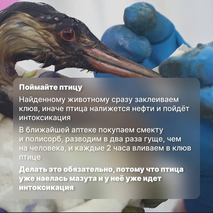 СЕВАСТОПОЛЬ. В море у Севастополя обнаружили мазутное пятно