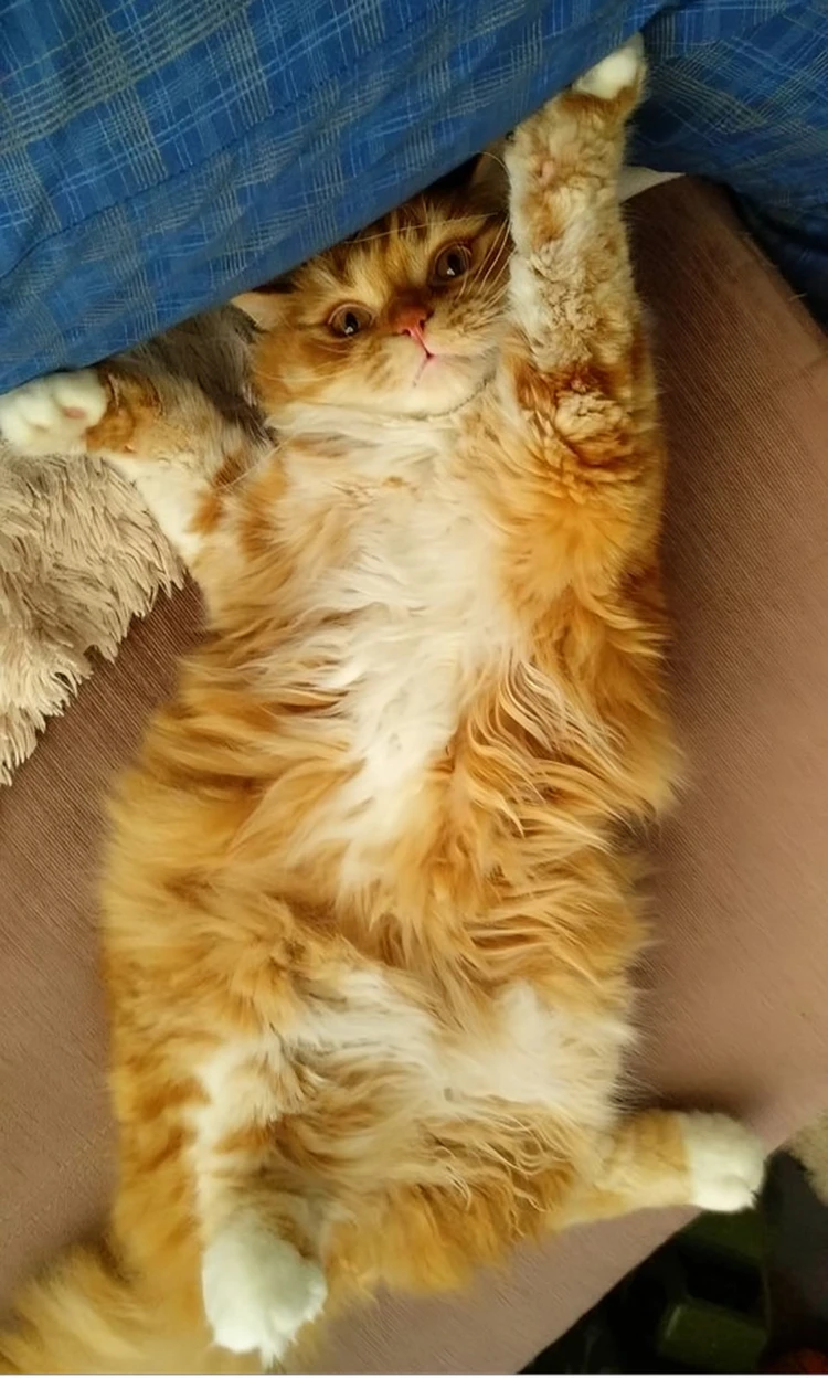 Таким он был раньше, дома. Фото: приют "Золотое сердце".