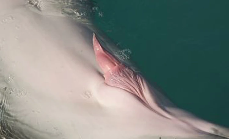 Ученые разобрались в механизме совокупления дельфинов, надув их гениталии