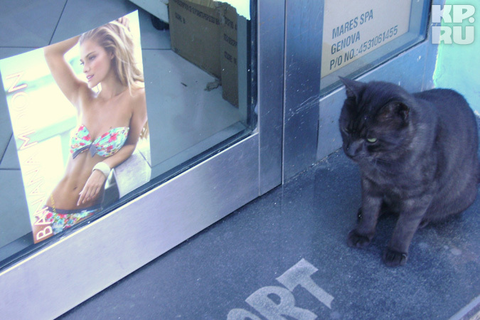 В Италии даже коты - шопоголики