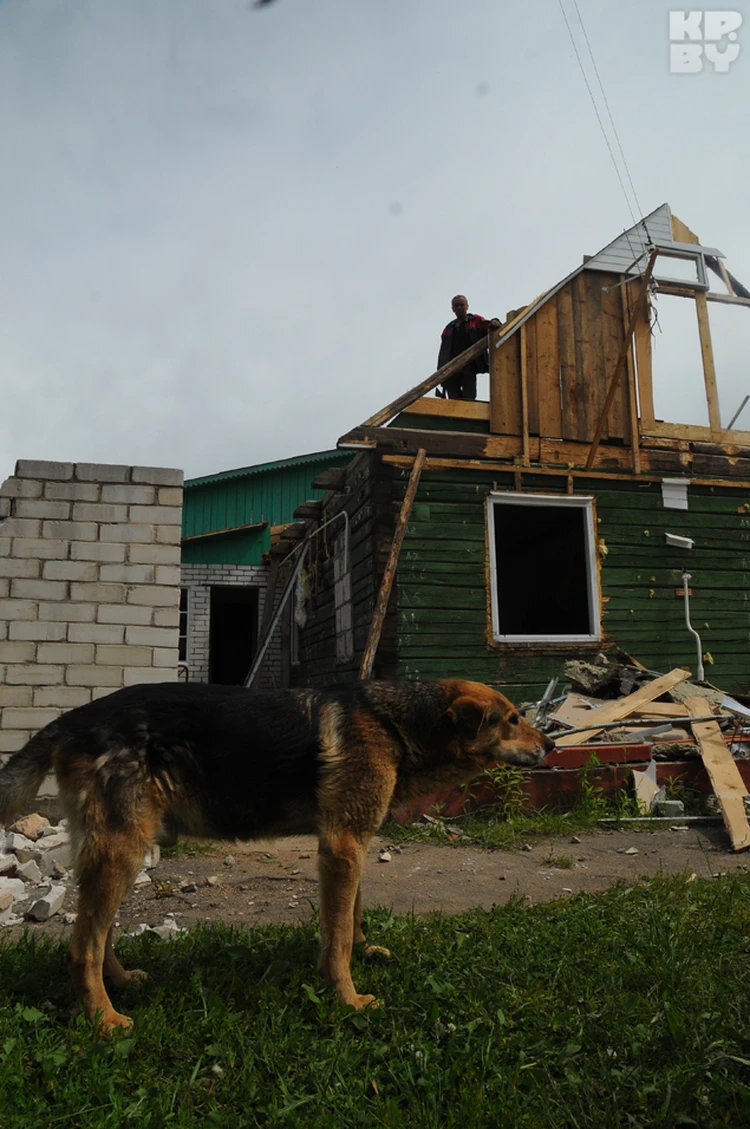 В центре Минска в домах под снос остались брошенные хозяевами собаки - KP.RU