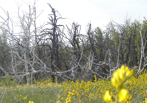 Рощи изуродовали шаровые молнии.