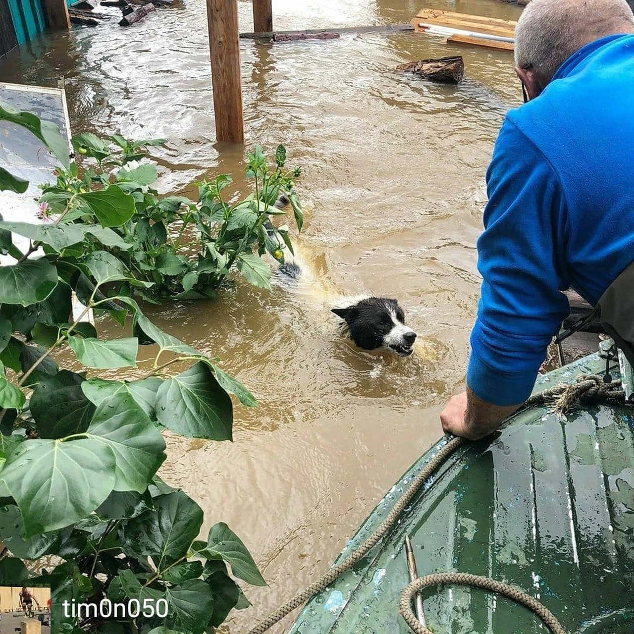 Они просто хотят жить»: активисты спасают животных, брошенных на произвол  судьбы в затопленных селах Приамурья - KP.RU